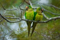 Pair of peach-fronted parakeets — Stock Photo