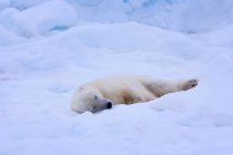 Polar bear sleeping on snow — Stock Photo