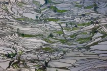 Campos de arroz em terra — Fotografia de Stock