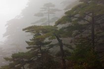 Foggy trees in mountain range — Stock Photo