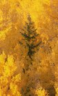Grüner Baum in gelben Espenwäldern — Stockfoto