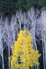 Weiße Baumstämme mit gelbem Laub — Stockfoto