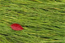 Красный лист лежит на мокрой траве — стоковое фото
