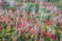 Cimes des arbres colorés de la forêt . — Photo de stock