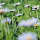 Alpine daisies in green meadow — Stock Photo