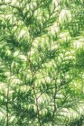 Branches de cèdre rouge — Photo de stock