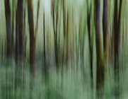 Blurred motion of forest — Stock Photo