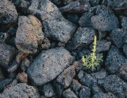 Plante verte poussant parmi les roches — Photo de stock