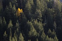 Yellow tree among pine trees — Stock Photo