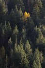 Arbre jaune parmi les pins — Photo de stock