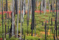Tocones de árboles carbonizados en el bosque - foto de stock
