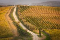Road through a vineyard — Stock Photo