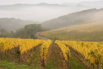 Виноградник осенью с туманными горами — стоковое фото