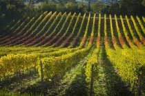 Вид на виноградник осенью — стоковое фото
