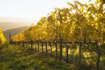 Yellow leaves of vineyard — Stock Photo