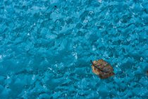 Лист на замерзшей голубой поверхности, крупным планом — стоковое фото