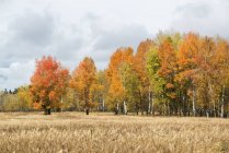 Herbstliches Laub an Bäumen in offener ländlicher Landschaft. — Stockfoto