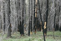 Recuperación de bosques después de daños causados por incendios en el bosque nacional de Wenatchee en Washington . - foto de stock