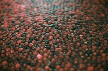 Клюквенные красные ягоды, пропитанные водой, крупным планом
. — стоковое фото