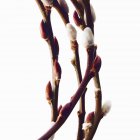 Brindilles et arbustes floraux bourgeonnants de saule sur fond blanc — Photo de stock