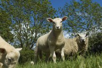 Pastoreio de ovinos no campo no campo . — Fotografia de Stock