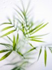 Close-up of fresh green strap leaves and foliage of house plant. — Stock Photo