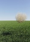 Tumbleweed blowing across green field of growing wheat crops in farmland. — Stock Photo
