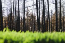 Césped exuberante y bosque en recuperación después de daños por incendios en el bosque nacional de Wenatchee en Washington . - foto de stock