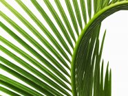 Glänzend grünes Palmblatt mit zentralem Rippenmuster und paarigen Wedeln, Nahaufnahme. — Stockfoto