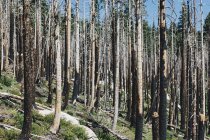 Burnt trees after forest fire in hilly landscape — Stock Photo