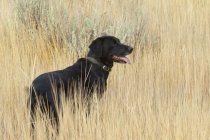 Black labrador dog standing in tall grass. — Stock Photo