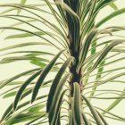 Nahaufnahme von fleischigen grünen Blättern der Euphorbien-Pflanze auf weißem Hintergrund. — Stockfoto