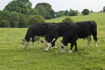 Trois vaches broutant dans un champ rural . — Photo de stock