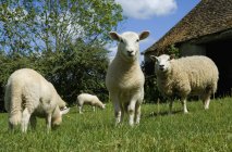 Pastoreo de ovejas en el prado de la granja rural . - foto de stock