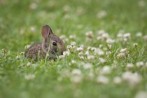 Baby rabbit sitting in grass and clovers meadow. — Stock Photo