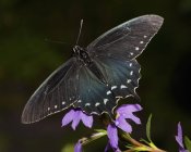 Крупный план бабочки-ласточки, сидящей на фиолетовом цветке . — стоковое фото