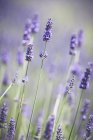 Nahaufnahme von violetten Lavendelpflanzen im Feld. — Stockfoto