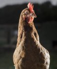 Курица с коричневыми перьями и красной косой . — стоковое фото
