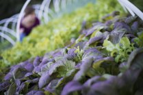 Hojas púrpuras y granjero trabajando entre plantas verdes en jardín orgánico . - foto de stock