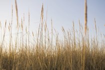 Primo piano dell'erba duna spazzata dal vento nel prato naturale . — Foto stock