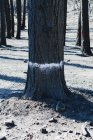 Marca no tronco da árvore na floresta após danos causados pelo fogo . — Fotografia de Stock