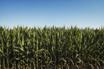 Field of tall maize plants in scenic landscape. — Stock Photo