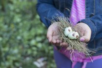 Vista recortada de niña de edad elemental sosteniendo racimo de ramitas y huevos de pájaro en las manos ahuecadas . - foto de stock