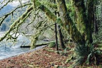 Mossy tree in rainforest along shore of Lake Crescent. — Stock Photo