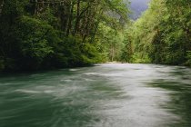 Río Dosewallips y selva tropical verde templada del Parque Nacional Olímpico - foto de stock