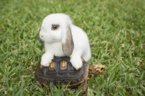 Белый кролик сидит на маленькой черепахе в зеленой траве . — стоковое фото