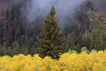 Forest of Wasatch mountains with striking yellow autumnal foliage and green pine trees — Stock Photo
