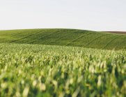 Ripening stalks of food crops of cultivated wheat growing in field near Pullman, Washington, USA. — Stock Photo