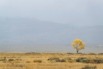 Einzelner Baum am Horizont in herbstlicher Landschaft in Wyoming, USA. — Stockfoto