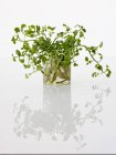 Planta delicada con hojas verdes sobre fondo reflectante blanco . - foto de stock